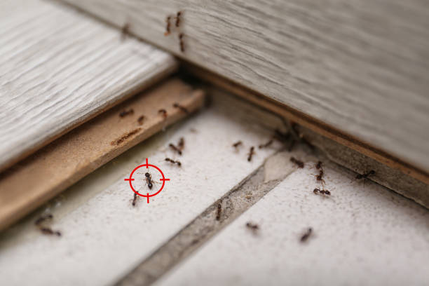 Best Wasp Removal Services  in De Leon, TX