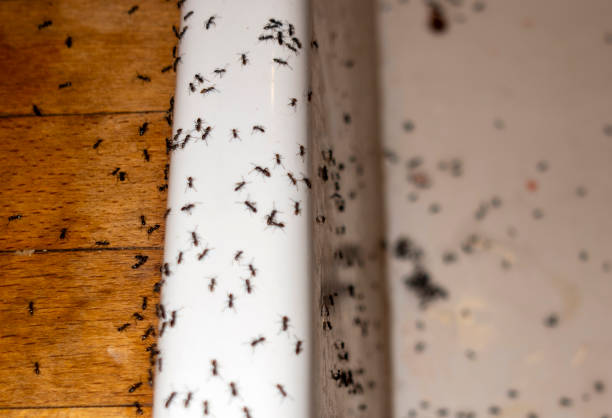 Best Emergency Pest Control  in De Leon, TX