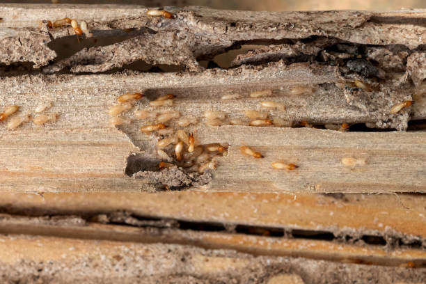 Best Pest Control Near Me  in De Leon, TX